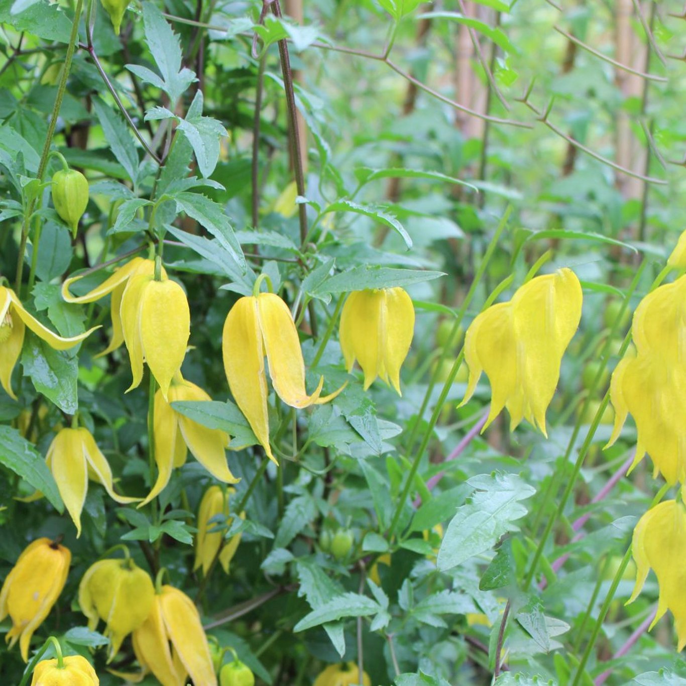 Klematis – Clematis tangutica - C2 50-60 CM 3 Stick